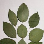 Real rose leaves, pressed leaves for crafts, greenery for card making, resin supply, wall art, party decor, invitation, wax seal