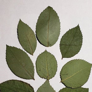Real rose leaves, pressed leaves for crafts, greenery for card making, resin supply, wall art, party decor, invitation, wax seal