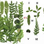 Natural Pressed Leaves, Assorted Drif DIY Plant Specimen, Real Leaves Herbarium for iPhone Case Decor, Resin Fillers, Art Lamp Decor