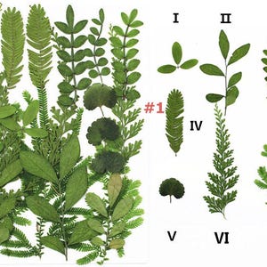 Natural Pressed Leaves, Assorted Drif DIY Plant Specimen, Real Leaves Herbarium for iPhone Case Decor, Resin Fillers, Art Lamp Decor