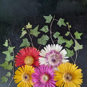5 large size pressed flowers and 6 stems and leaves,  dried gerbera  floral art diy Flower Gerbera for resin for frame.